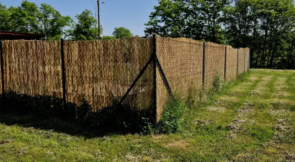 Czym obsadzić płot z siatki? Pnącza, żywopłoty i eko-pomysły!